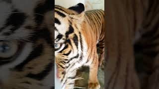 Bengal Tiger ki eyes check kro bas viralvideo animalloverofpakistan bengaltiger bigcats [upl. by Hoye862]