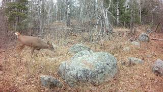 Animals visiting Lazy Bear Little bucks fighting mink turkeys Deer and a rabbit Nov 2024 [upl. by Donela]