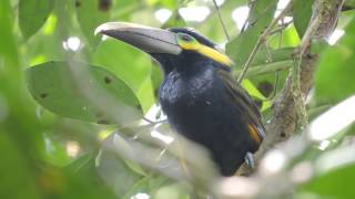 Yelloweared Toucanet Selenidera spectabilis [upl. by Nysilla]