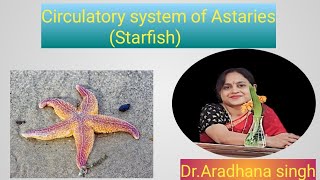 How Starfish Circulatory Systems Are Cooler Than Yours science zoology [upl. by Drageruaeb]