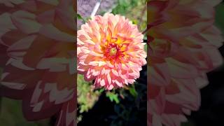 JARDIM DE DÁLIAS 🌷🌼🌻🪴 feedinscritos viral flores feedfeed feednotificação shorts fy [upl. by Rowe]