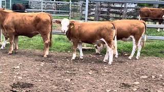 Clay Gully weaner heifers 1 [upl. by Elatsyrc]