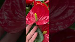 Red Anthurium viral trending satisfying flowers garden plants yt laceleaf shorts youtube [upl. by Theobald708]