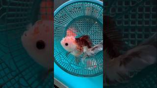 Ikan Koki Oranda Rosetail Calico full damage cantik shorts subcribe cantik [upl. by Emolas670]