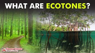 Let’s Know About the ECOTONES in 10 Minutes [upl. by Occor]