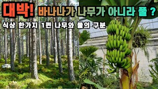 바나나가 나무가 아니라 풀이라구요  식상 한가지 1편 나무와 풀의 구분 [upl. by Alli373]