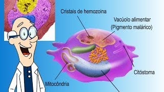 Formas de desenvolvimento dos plasmódios no interior das hemácias [upl. by Yerffoj]