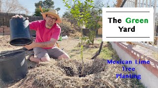 Planting a Mexican Lime Tree in Phoenix AZ [upl. by Hamforrd]