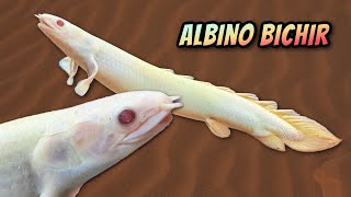 Albino Bichir Polypterus Senegalus  Information and Care [upl. by Tressia]