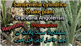 sansevieria cylindrica snake plant Angolensis repottinggetting babies free Grow green 445 [upl. by Mrots745]