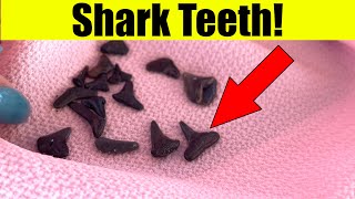 How To Find Shark Teeth In Venice amp Englewood Florida [upl. by Asilanna]