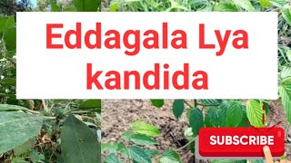 Eddagala Lya kandida candida lirino SSENGABIROOTONEDDAGALA [upl. by Htidirem]