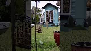 House Finch snaps at Titmouse birdslover birdwatchinglife [upl. by Anayik]