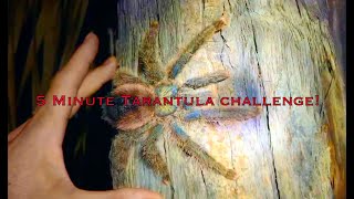 Soooo MANY Tarantulas in one place [upl. by Berwick555]