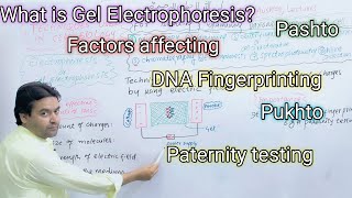 Gel electrophoresis  Biology Class 11  By Dr Mushtaq Pashto Lectures [upl. by Cassil781]