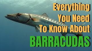 Everything you need to know about BARRACUDAS [upl. by Hugues]