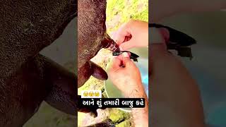 આને શું તમારી બાજુ કહે છે  hamdev deshivato maldhari shortvideos shorts [upl. by Elwaine]