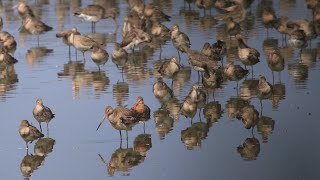 A Lake Full of Godwits  4K [upl. by Apfel]