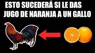 Para que sirve la Naranja en los Gallos 🔥  ESTO TE VA A SORPRENDER [upl. by Valentia]