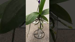 Grow Orchids in Water Only plantcare orchids plantlovers [upl. by Moses880]