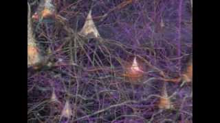 Neurons How they work in the Human Brain [upl. by Nodmac50]