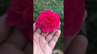 Bud to Rose transformation🌹shortsfeed rose transformation viralshort [upl. by Rogers]