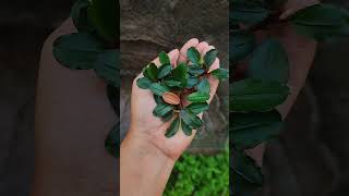 Bucephalandra sp music shortvideo bucephalandra aquscape short [upl. by Cnahc]