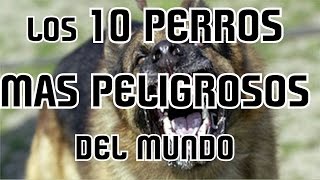 LOS 10 PERROS MAS PELIGROSOS Y PROHIBIDOS DEL MUNDO  8cho [upl. by Desmund663]