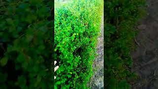 Green treegreentreebestphotoviral newsong music lovesong love song Israel putinvladimir [upl. by Elleniad]