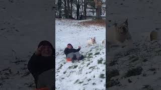 Bulldog Collides With Man on Snow Sledge  1396530 [upl. by Yllor]