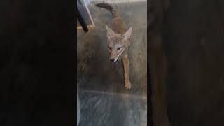 Coyote Puppy In House  Watch Till End coyote [upl. by Eelrak793]