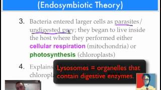 Chapter 17 Part 9  Endosymbiotic Theory [upl. by Furey]