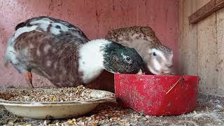 Ducks quacking Ducks drinking water [upl. by Beniamino]