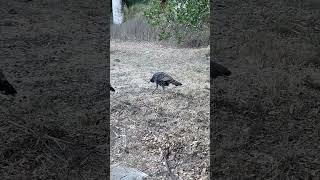 Wild Turkeys Sounds 😊 [upl. by Betti]