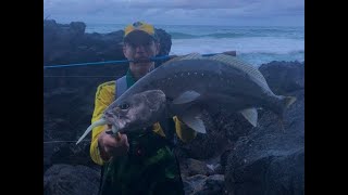 Jewfish off the rocks first cast Chasing mullowayjewfish on lures of the rocks ep 25 [upl. by Nabalas116]