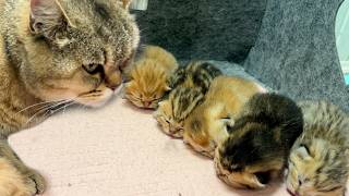 Baby kittens saw their mother cat Basi for the first time [upl. by Eyeleen22]