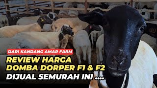 Review Harga Ternak Domba Dorper F1 amp F2 Murah  AGROTV9 [upl. by Uranie]