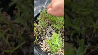 Growing Lavender Cuttings Experiment [upl. by Encrata961]