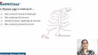 Thoracic cage [upl. by Eal]