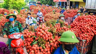 Harvest Thousands Of Tons Of Lychee  Lychee Processing Technology [upl. by Assiluy318]