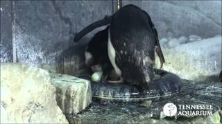 Extremely rare video shows Macaroni Penguin laying an egg at Tennessee Aquarium [upl. by Tito]