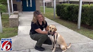 Lake Schools looking at K9 to detect vapes and THC [upl. by Pollie272]