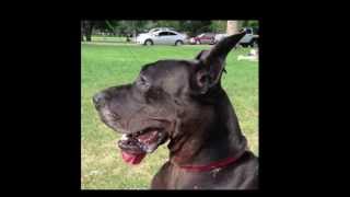 Meet Rosie Great Dane with Wobblers Disease [upl. by Ij702]