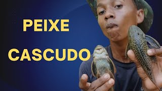 Comendo peixe CASCUDO [upl. by Enyrb]