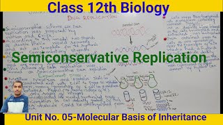 Semiconservative ReplicationClass 12th Biology ‎drnyr755 [upl. by Coussoule]