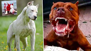 Top 10 Most Banned Dog Breeds in the World [upl. by Ellehcyt]