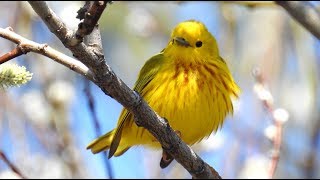 Paruline jaune chant Yellow Warbler song [upl. by Kruger179]