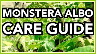 Monstera deliciosa ALBO Variegata COMPLETE Care Guide [upl. by Lorant]