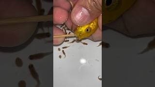 yellow cichlid fish gives birth to a lot of baby fish 😍💪👍🙏 fish dolphin fishvideo [upl. by Jun]