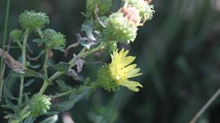 CURLYCUP GUMWEED Grindelia squarrosa [upl. by Gladine354]